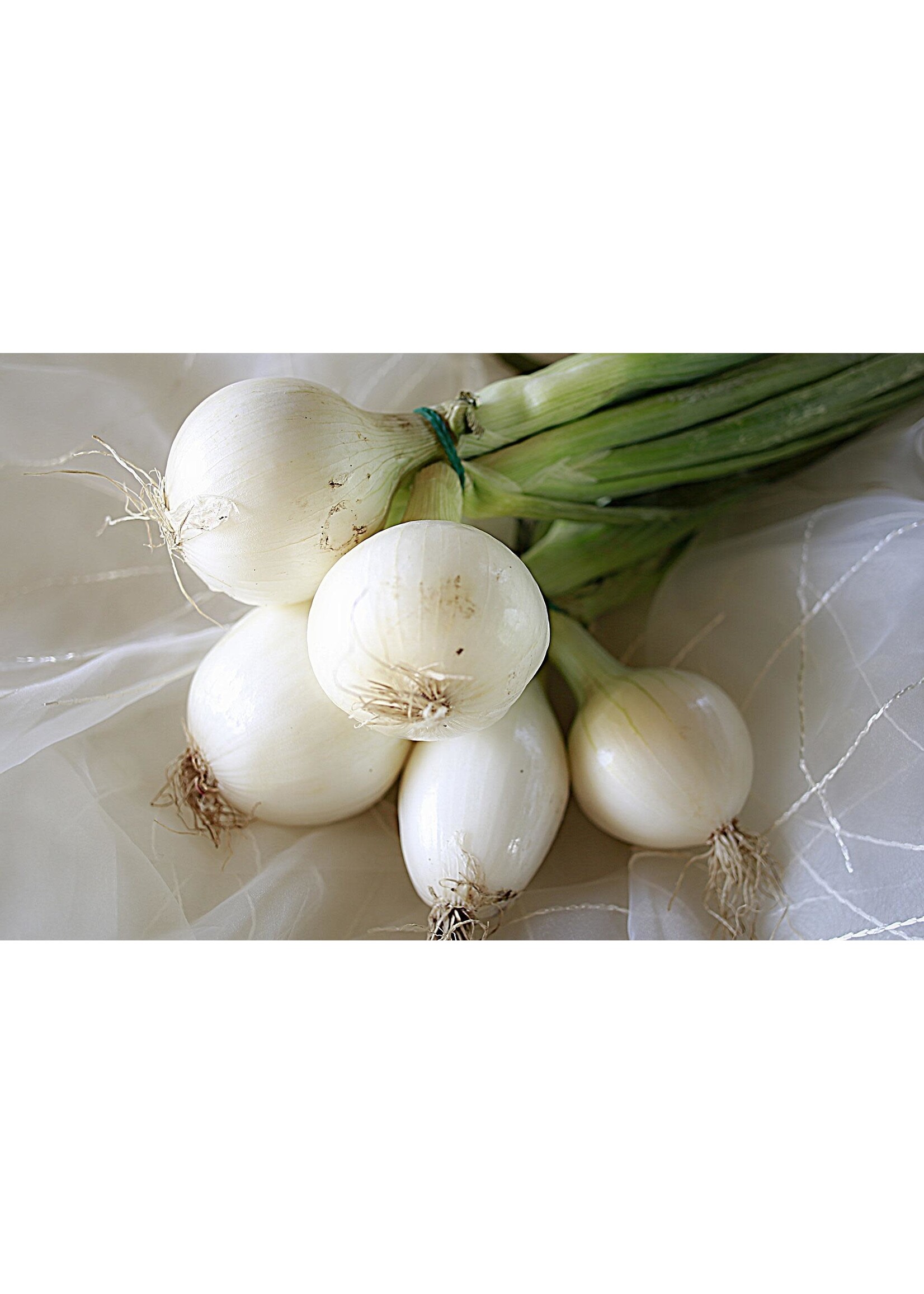 Onion bulb Snowball White
