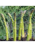 Asparagus Millenium Root