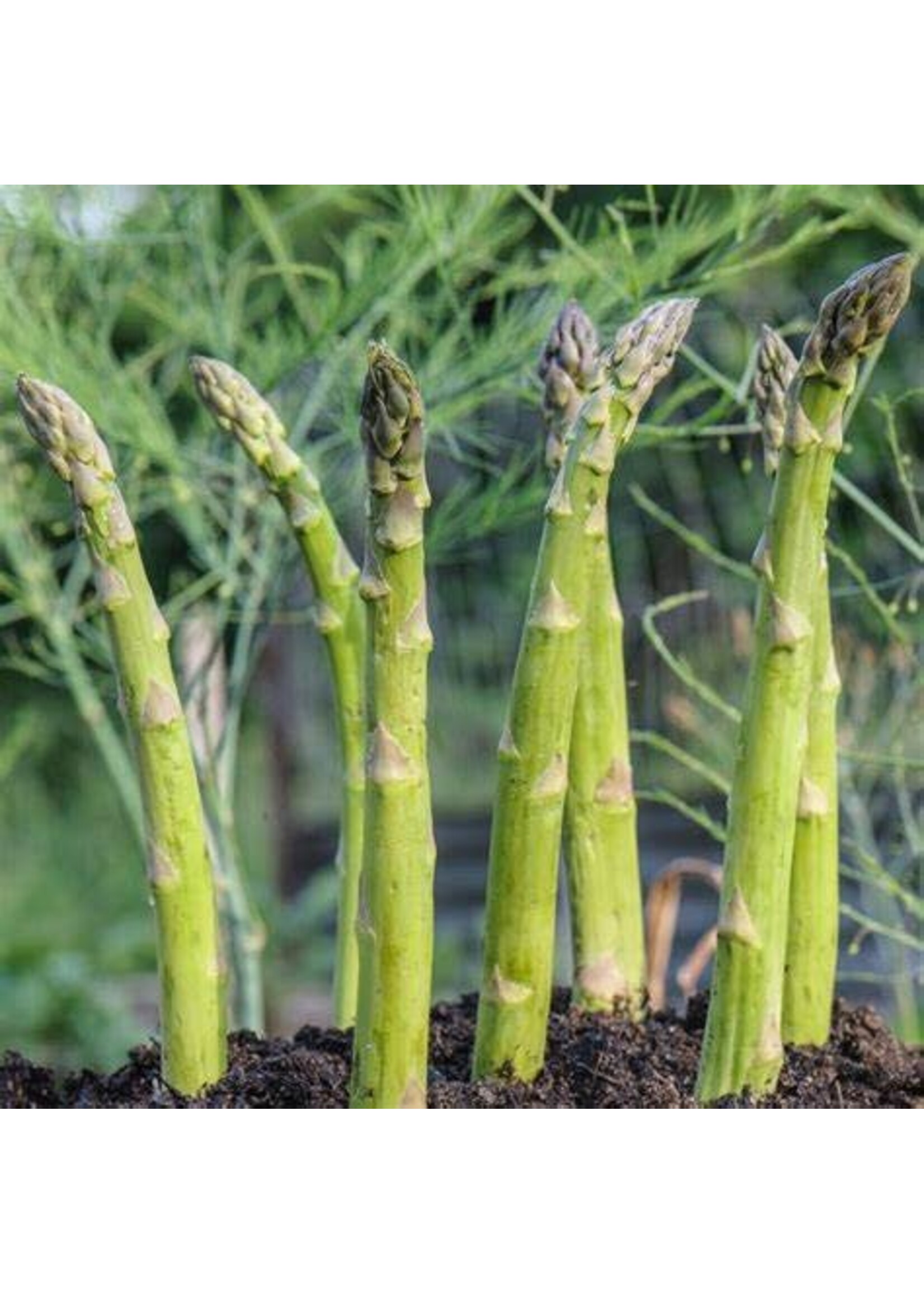 Asparagus Millenium Root