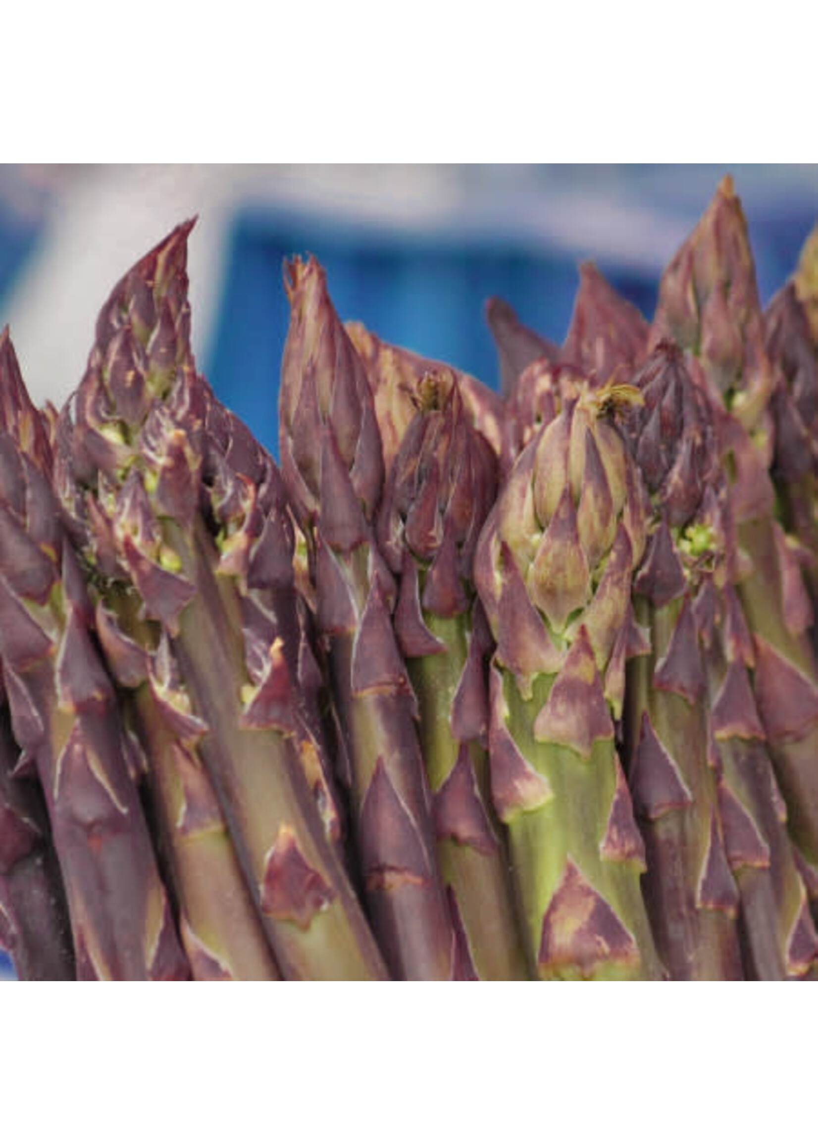 Asparagus Purple Passion Root