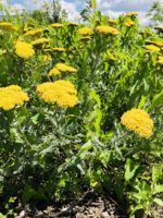 Heirloom Seeds(BIRRI) Achillea – Golden Yarrow