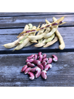 Heirloom Seeds(BIRRI) Bean – 1500 year Old Cave Bean