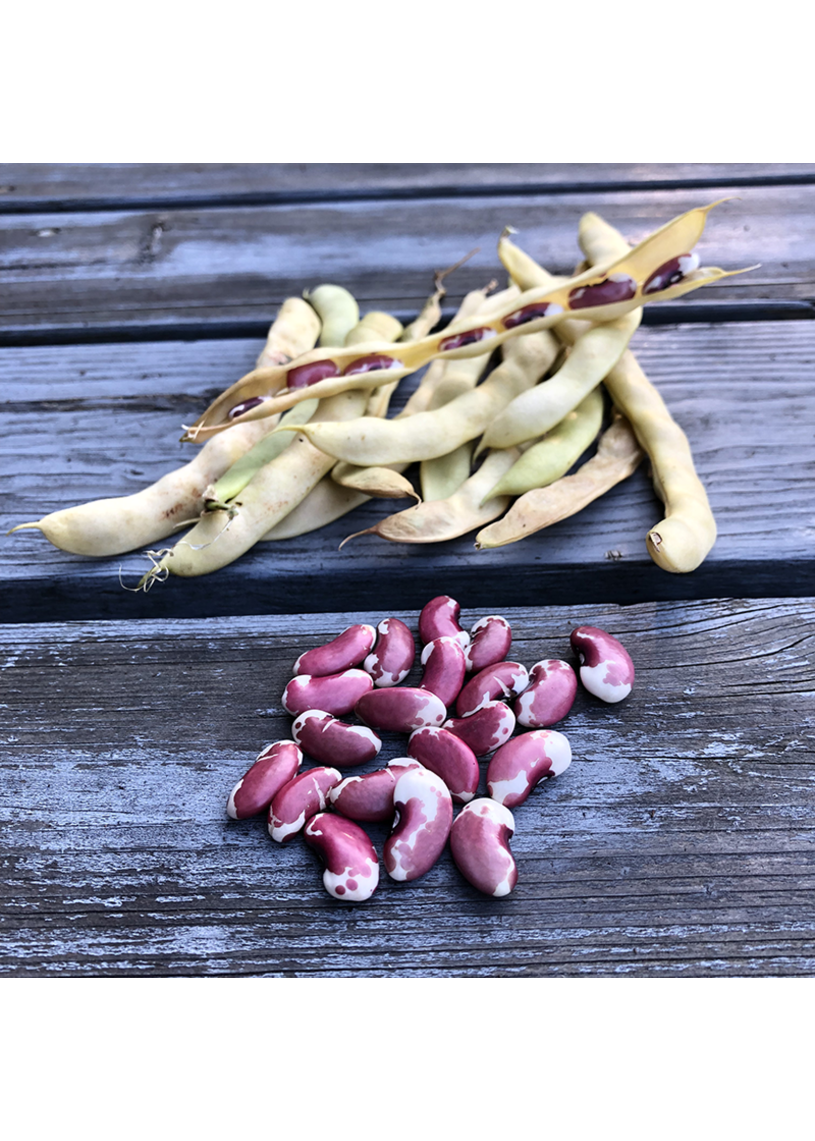 Heirloom Seeds(BIRRI) Bean – 1500 year Old Cave Bean