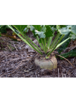 Heirloom Seeds(BIRRI) Beet – Sugar Beet
