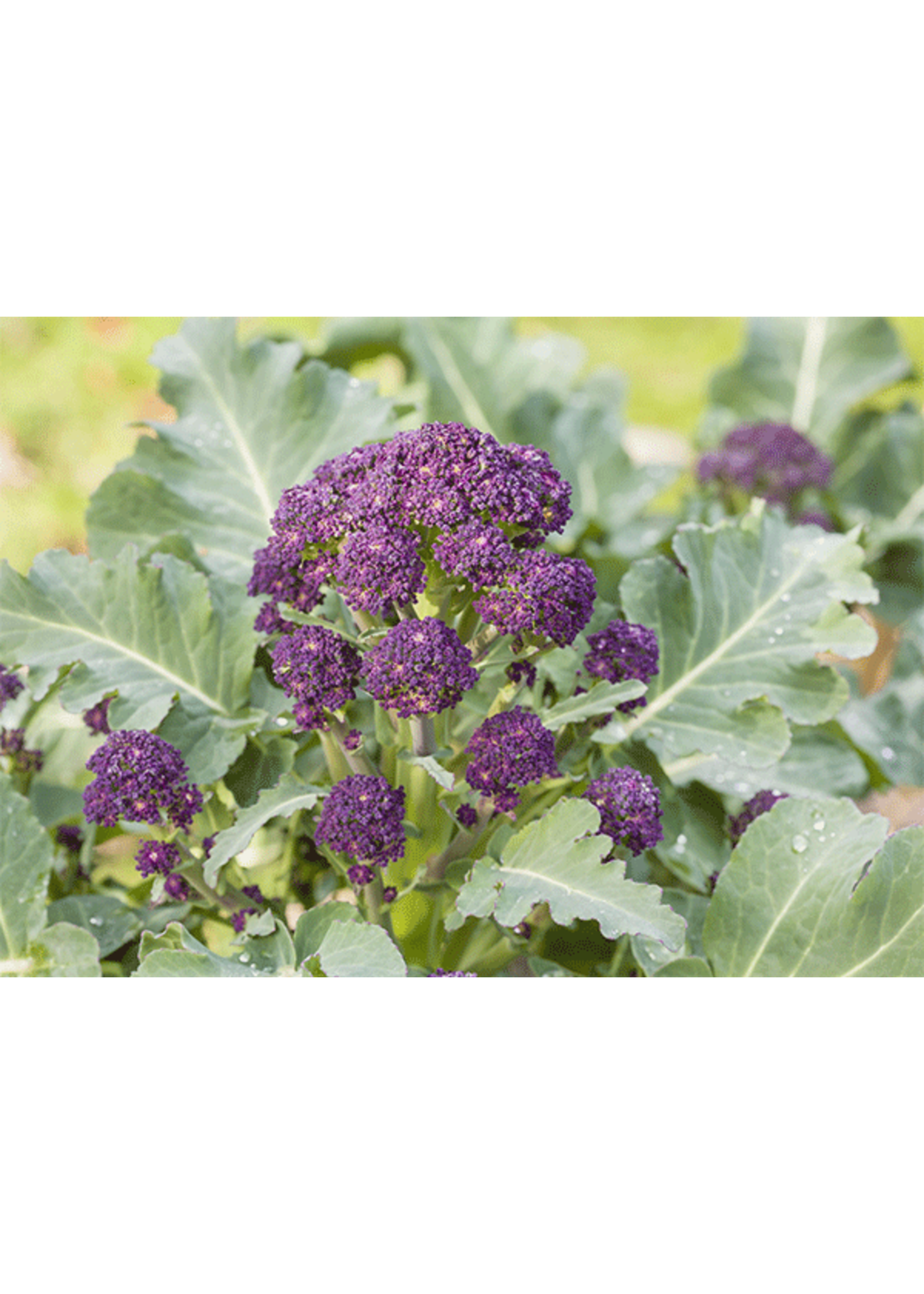 Heirloom Seeds(BIRRI) Broccoli – Purple Sprouting