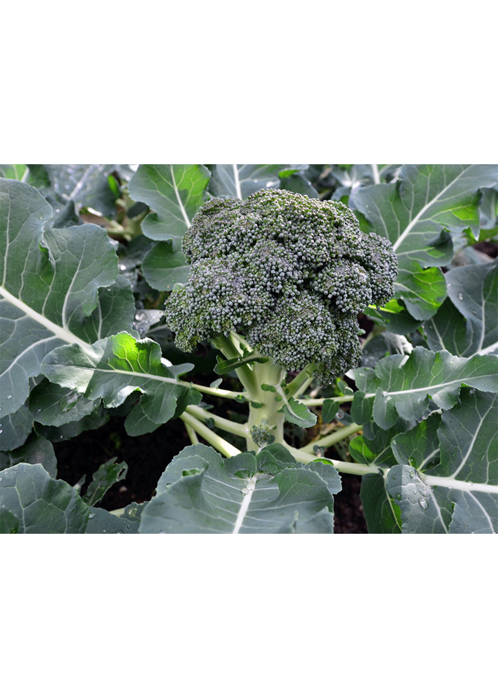 Heirloom Seeds(BIRRI) Broccoli – Waltham 29