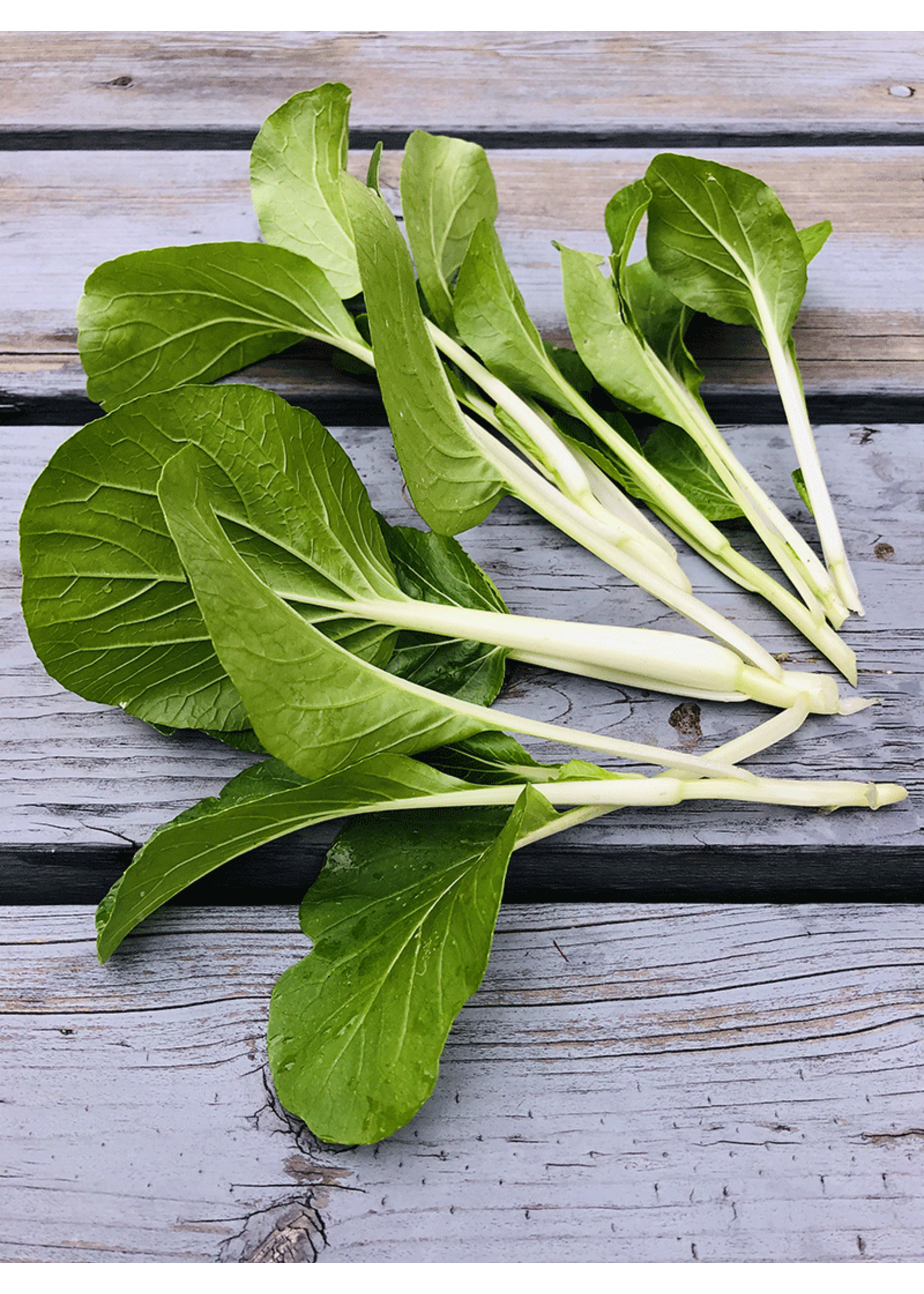 Heirloom Seeds(BIRRI) Cabbage – Bok Choi