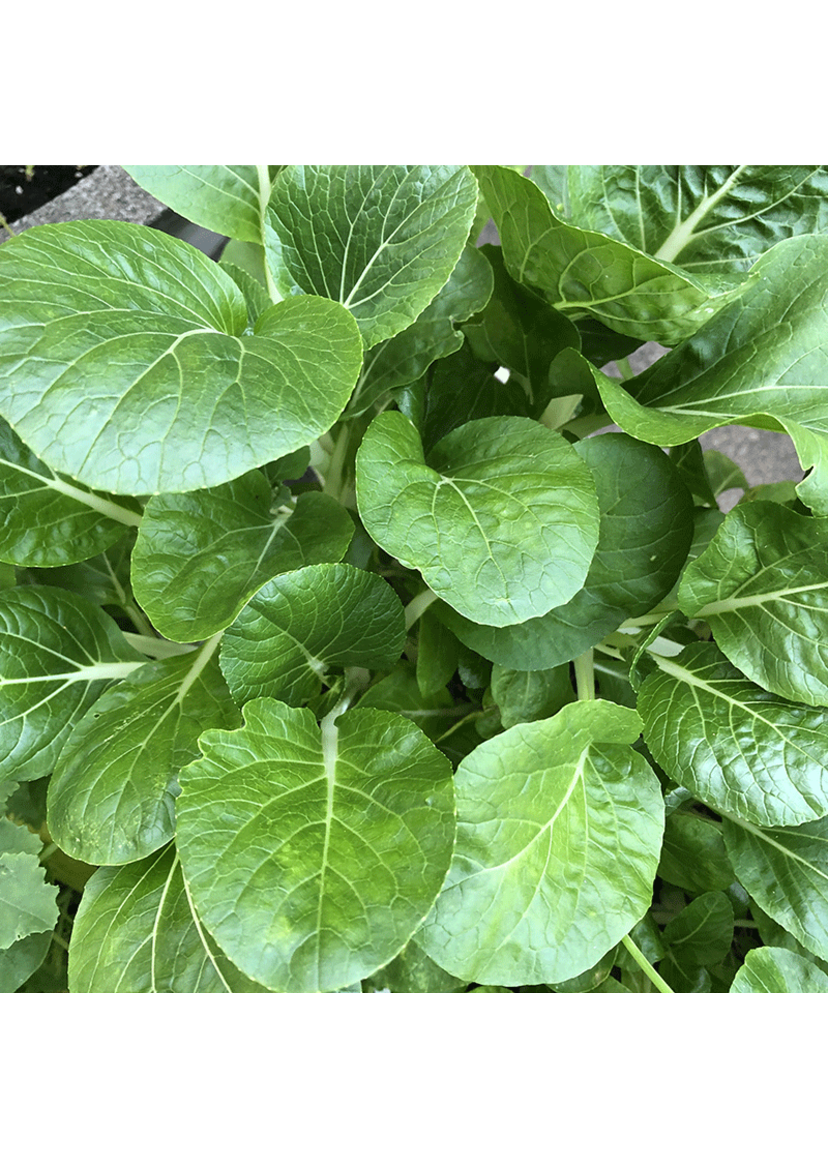 Heirloom Seeds(BIRRI) Cabbage – Bok Choi
