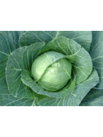 Heirloom Seeds(BIRRI) Cabbage Round Head –Copenhagen Market