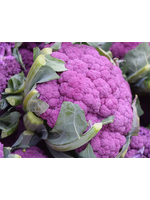 Heirloom Seeds(BIRRI) Cauliflower – Violet Star F1