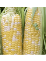 Heirloom Seeds(BIRRI) Corn – Bicolor Peaches & Cream