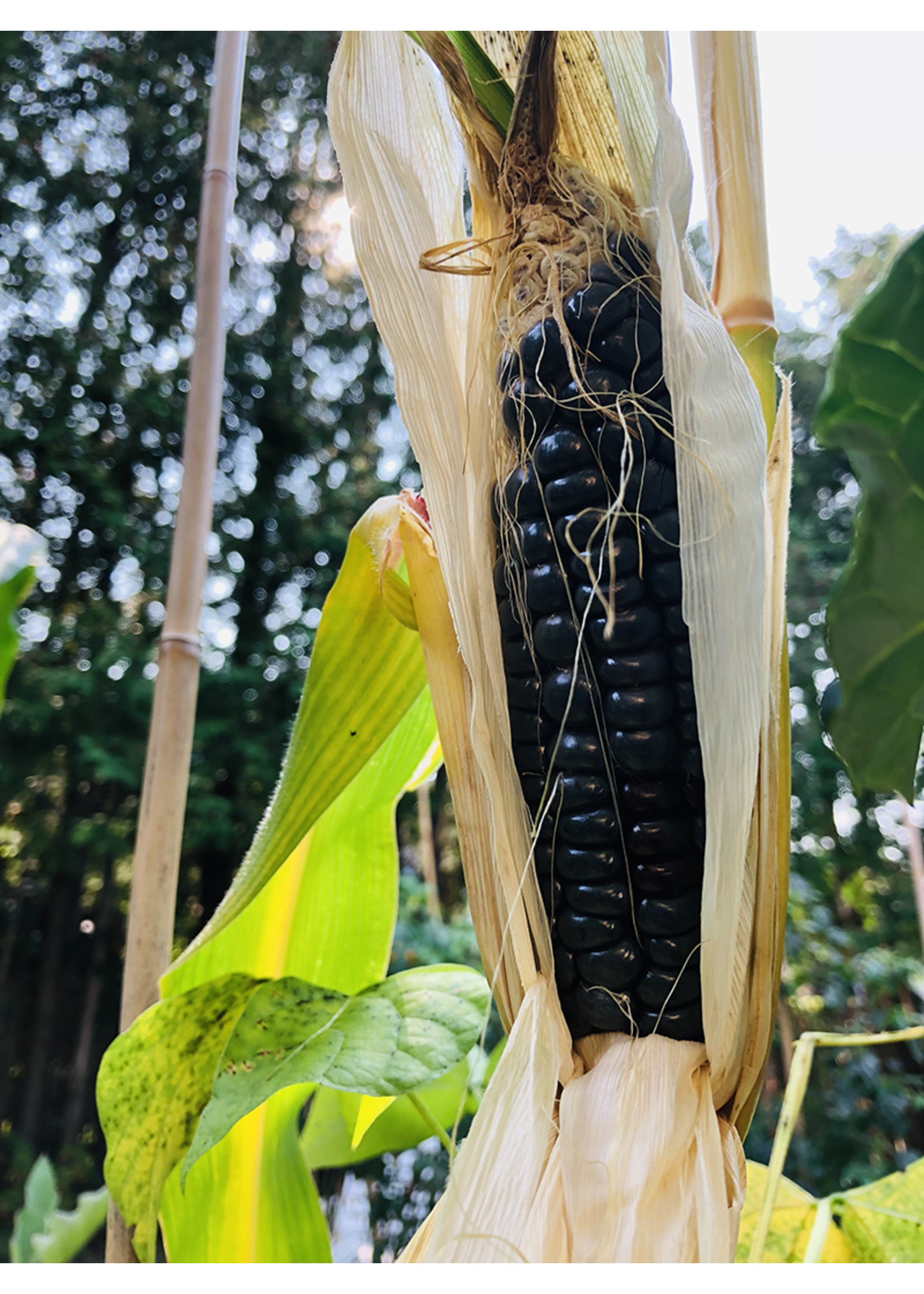 Heirloom Seeds(BIRRI) Corn – Blue Hopi