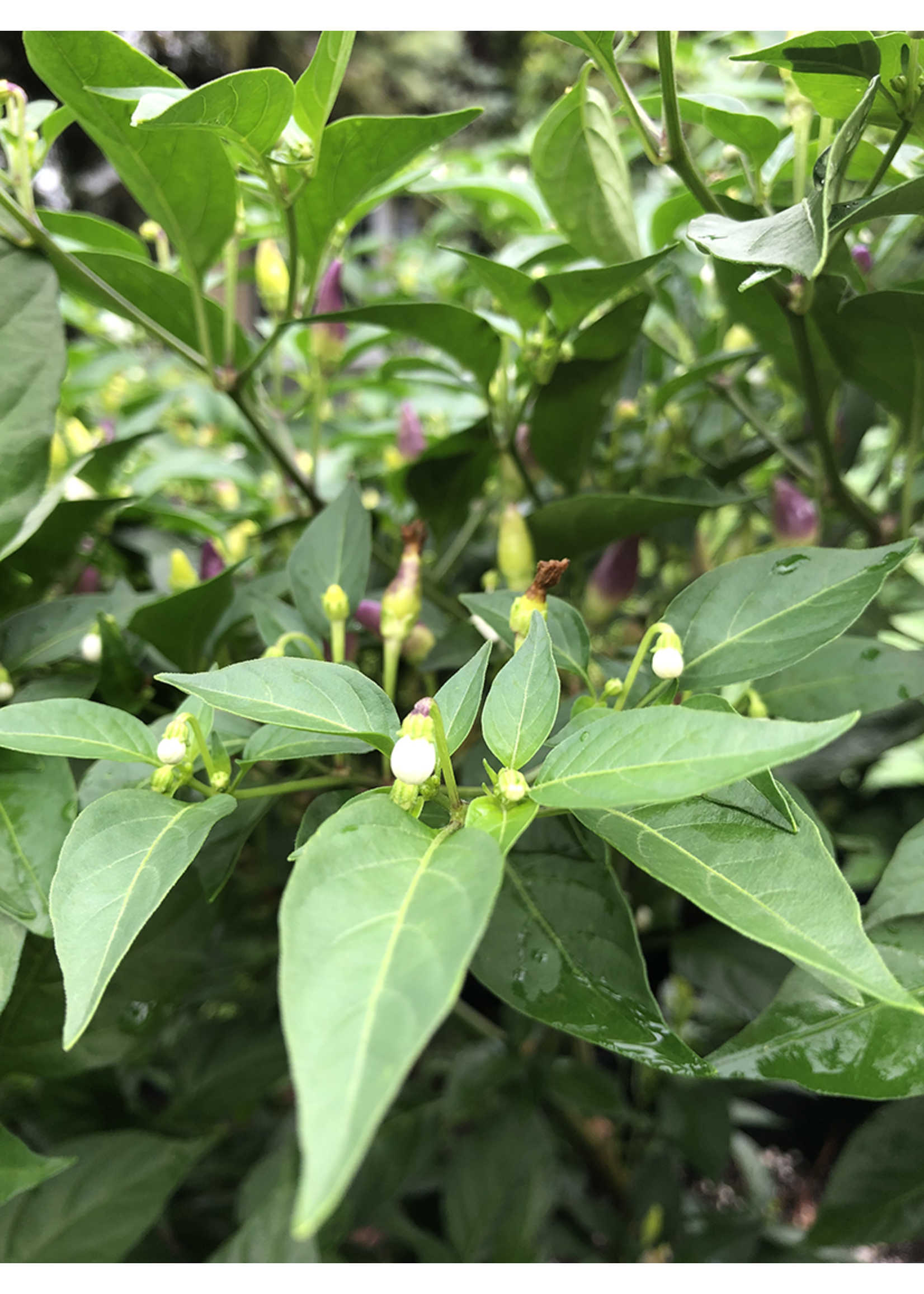 Heirloom Seeds(BIRRI) Hot Pepper – Autumn Time