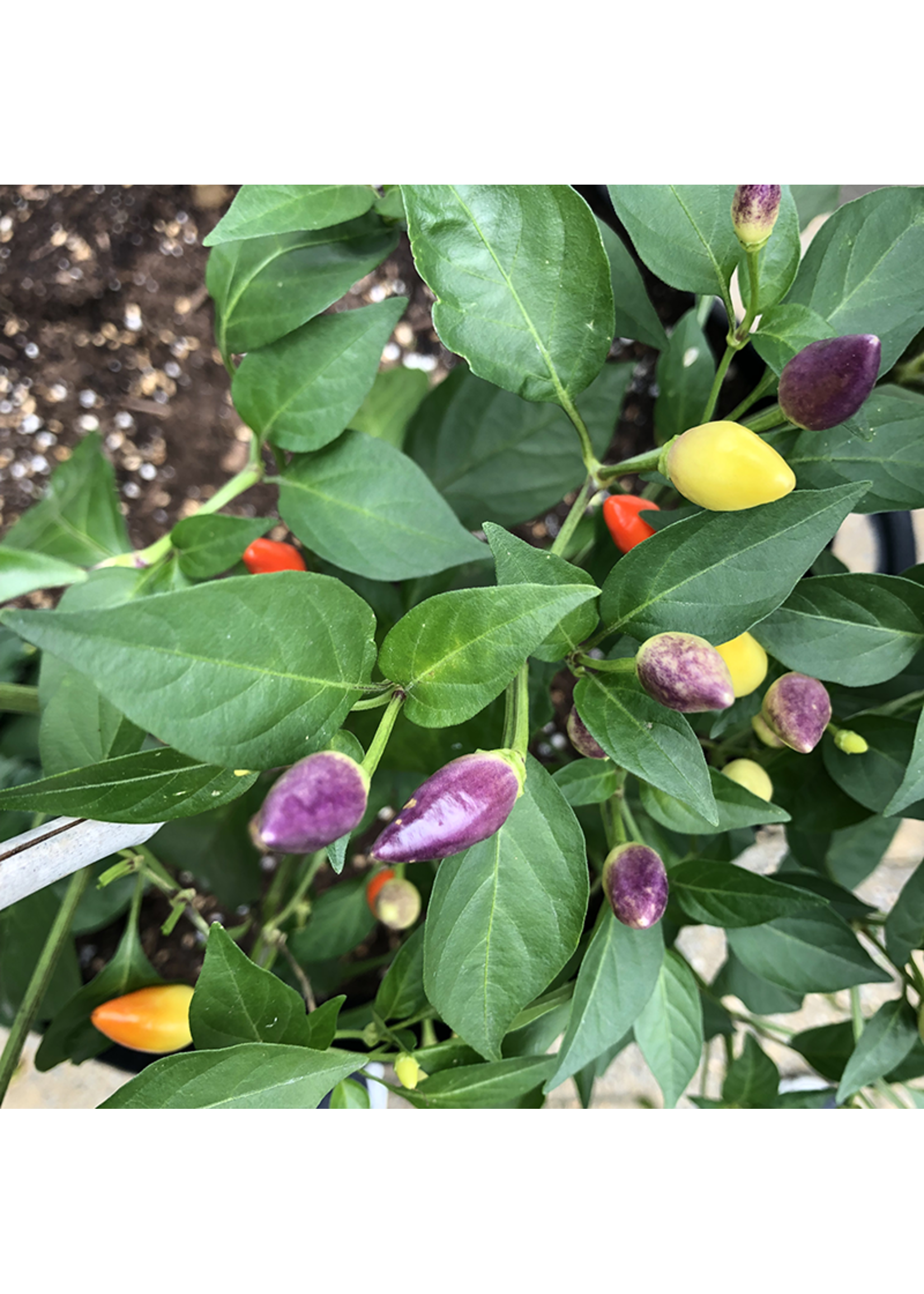 Heirloom Seeds(BIRRI) Hot Pepper – Autumn Time