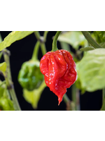 Heirloom Seeds(BIRRI) Hot Pepper – Carolina Reaper