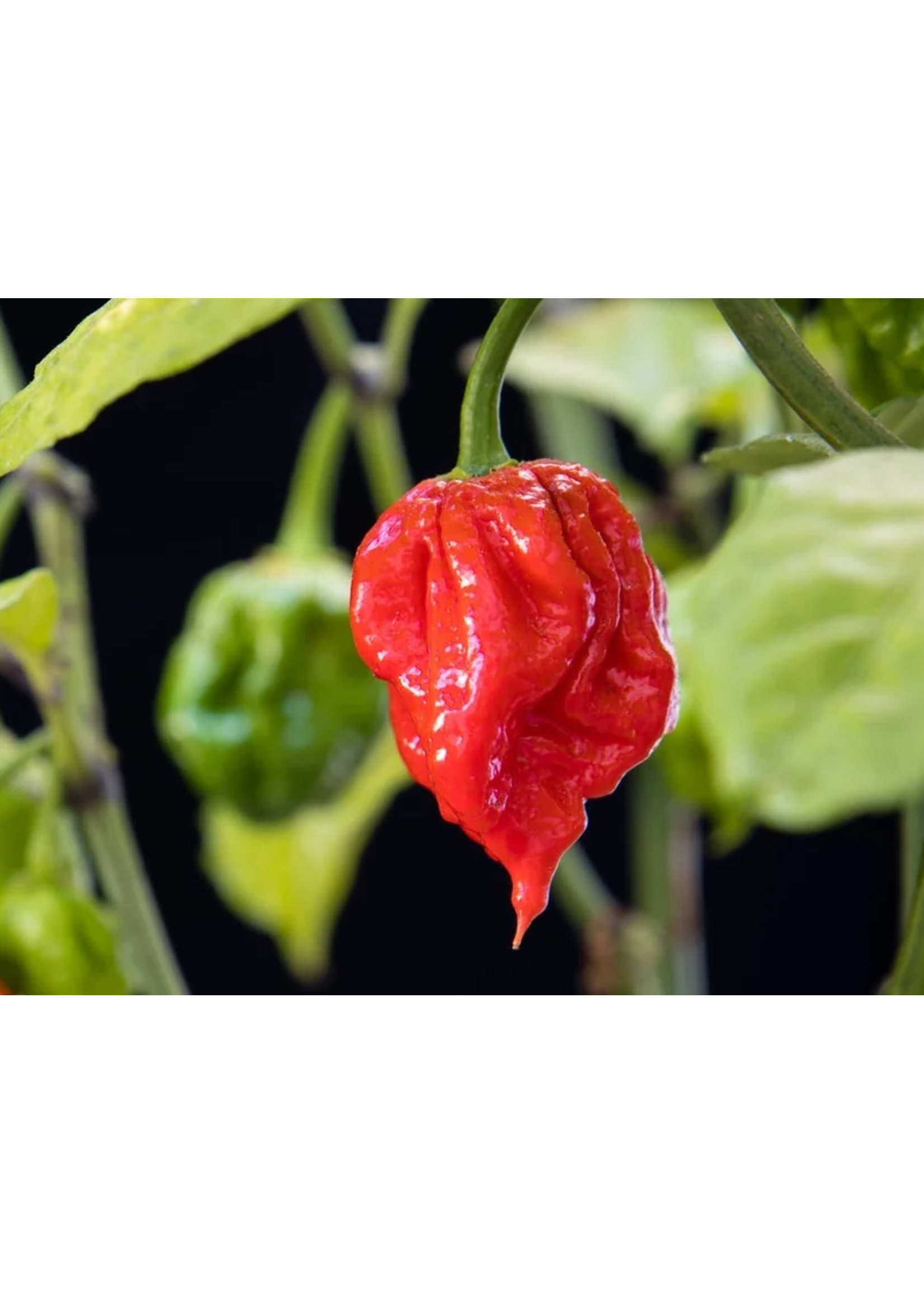 Heirloom Seeds(BIRRI) Hot Pepper – Carolina Reaper