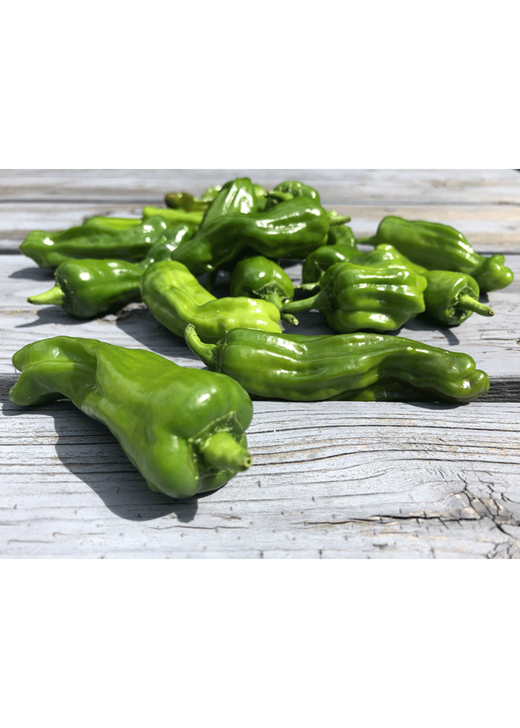 Heirloom Seeds(BIRRI) Hot Pepper – Padron