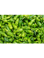 Heirloom Seeds(BIRRI) Hot Pepper – Padron