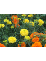 Heirloom Seeds(BIRRI) Marigold – Crackerjack Mix