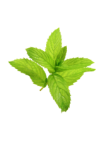 Heirloom Seeds(BIRRI) Mint – Peppermint