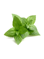 Heirloom Seeds(BIRRI) Mint – Spearmint (Green)