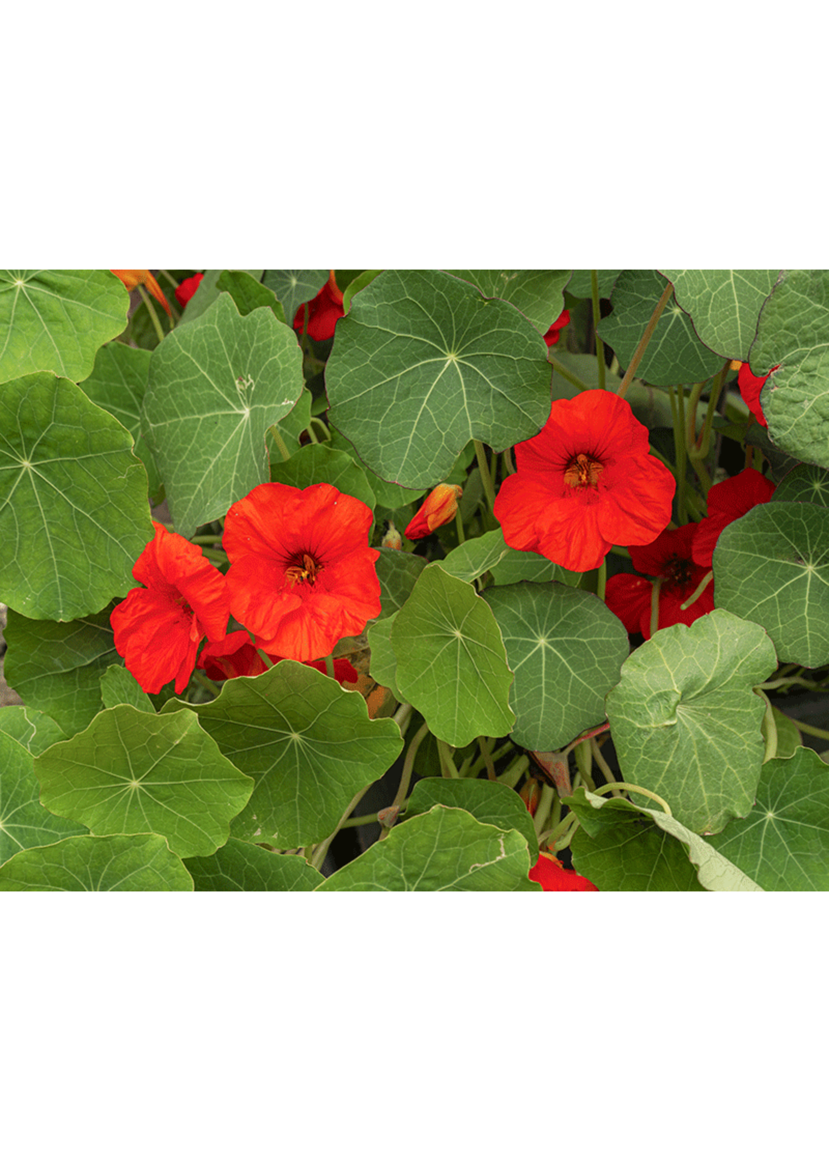 Heirloom Seeds(BIRRI) Nasturtium – Empress of India