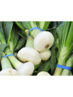 Heirloom Seeds(BIRRI) Onion – Bianca di Maggio Cipollini