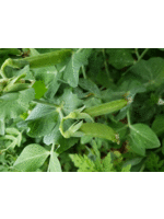 Heirloom Seeds(BIRRI) Pea – Sugar Ann Shelling/Snow pea