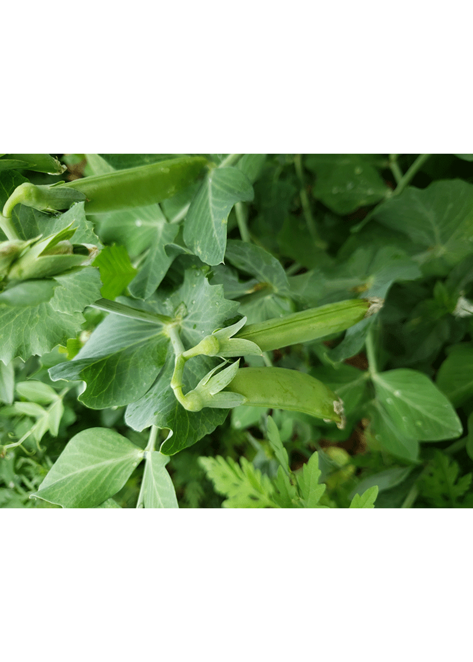 Heirloom Seeds(BIRRI) Pea – Sugar Ann Shelling/Snow pea