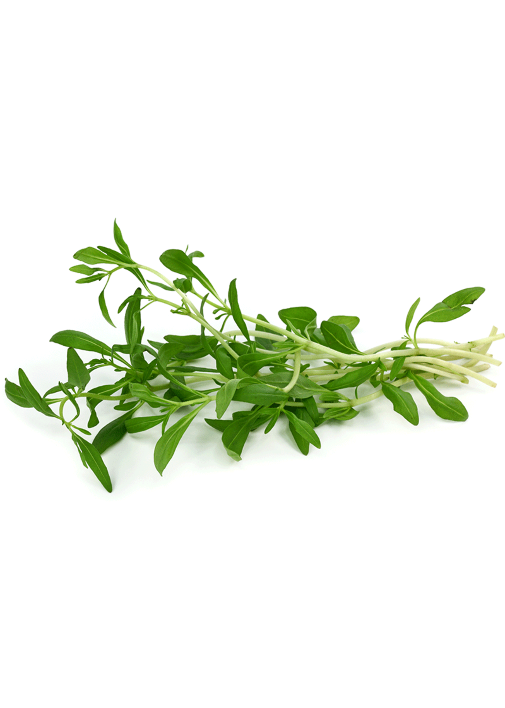 Heirloom Seeds(BIRRI) Savory – Summer Herb