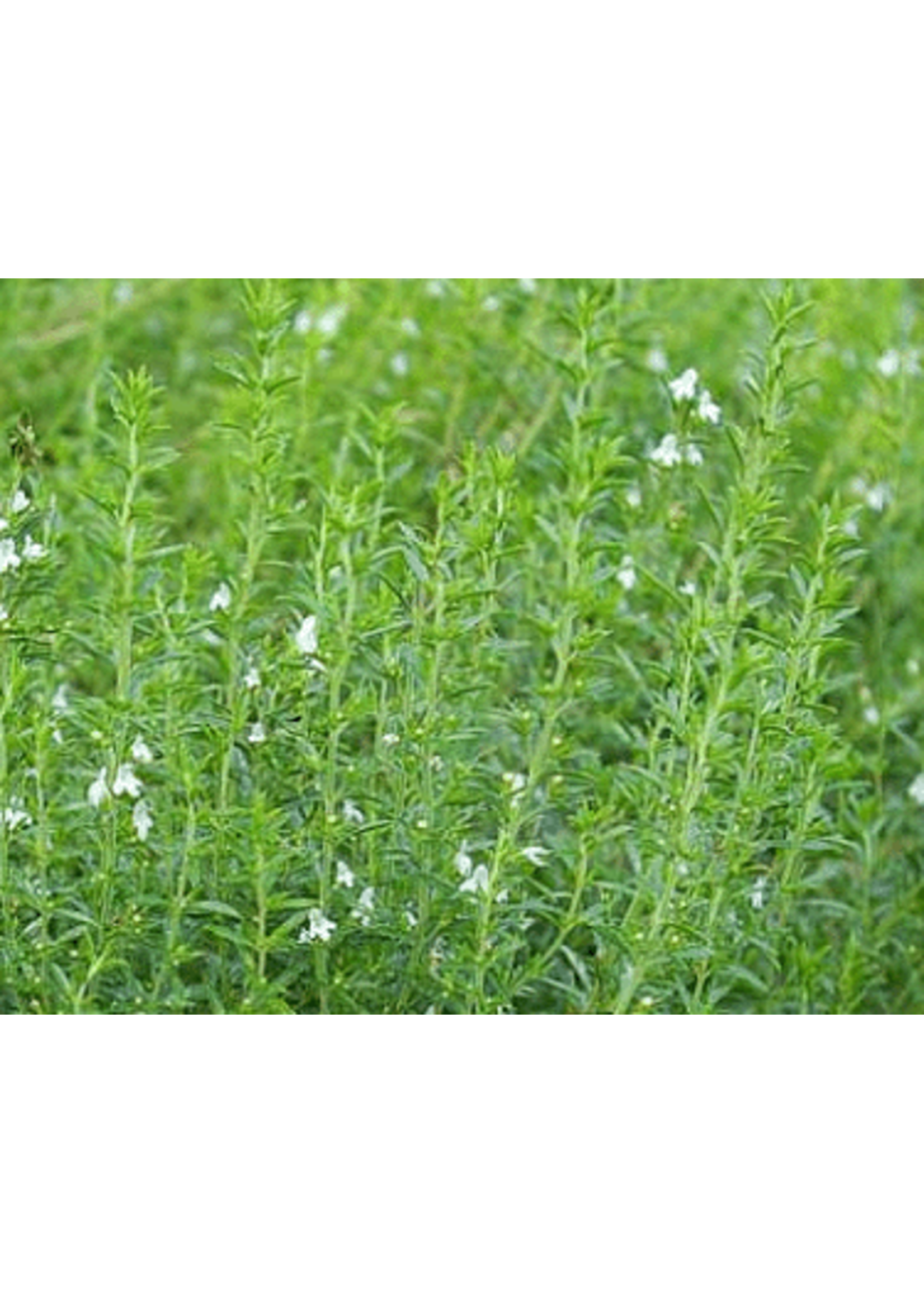 Heirloom Seeds(BIRRI) Savory – Winter Herb