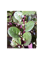 Heirloom Seeds(BIRRI) Spinach – Malabar Red