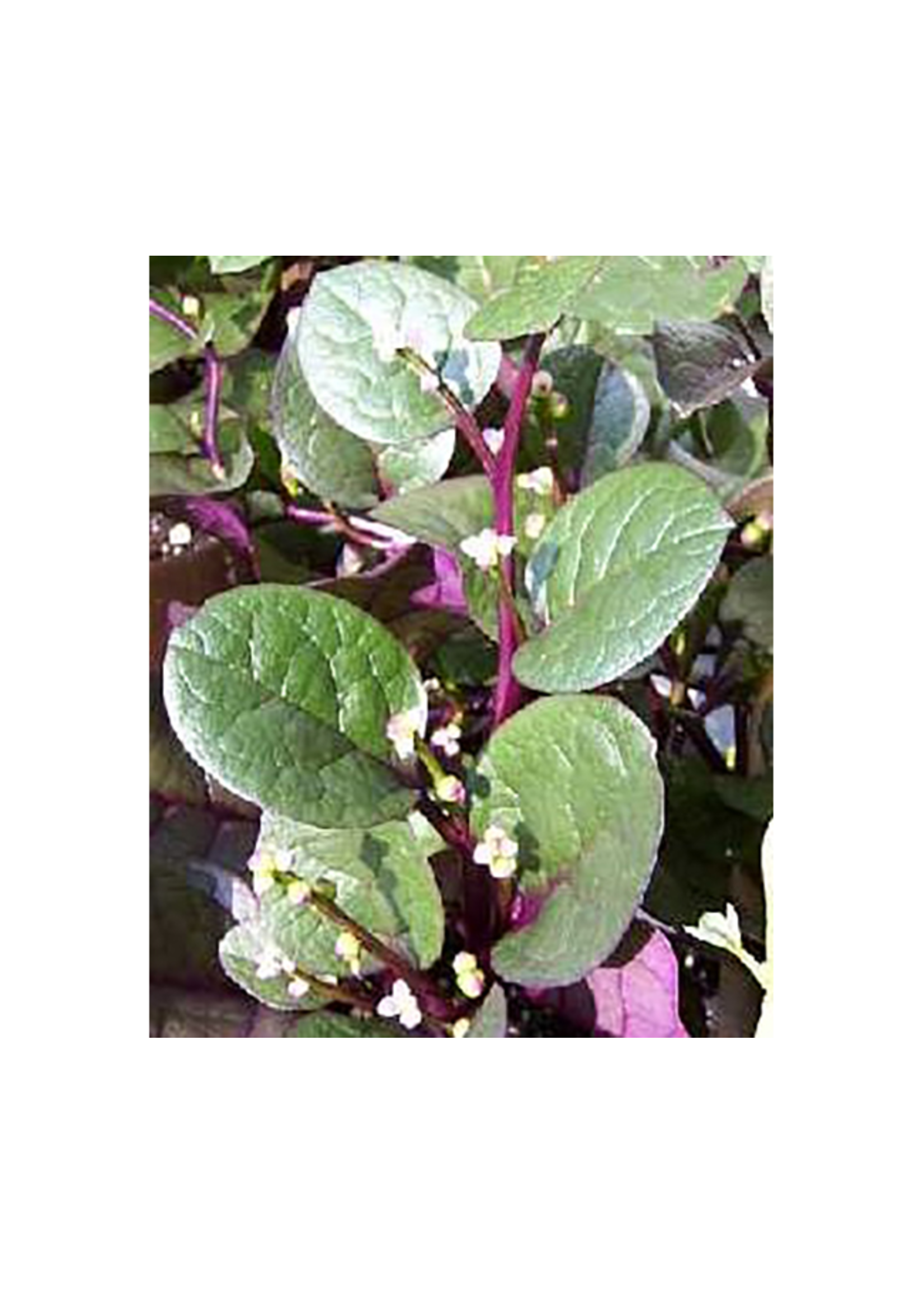 Heirloom Seeds(BIRRI) Spinach – Malabar Red