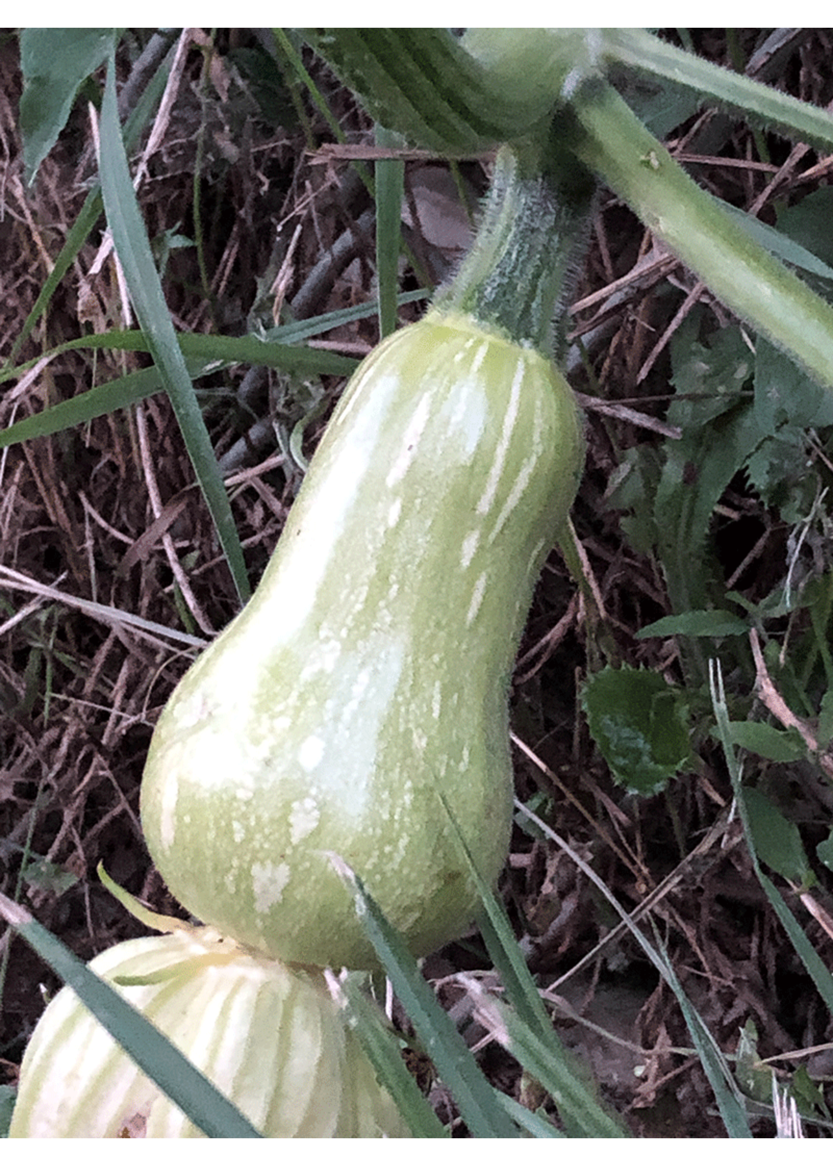 Heirloom Seeds(BIRRI) Squash – Butternut Waltham