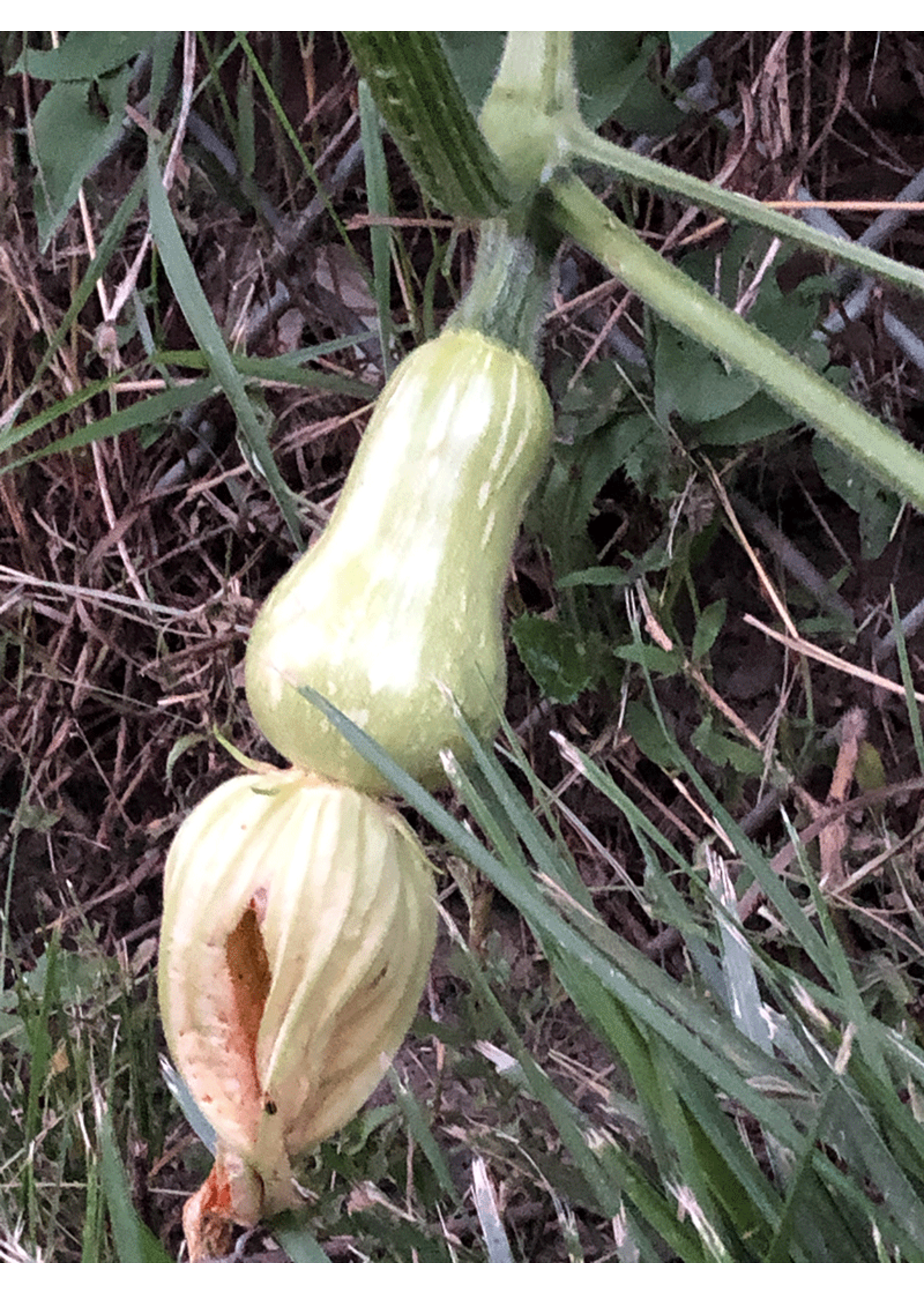 Heirloom Seeds(BIRRI) Squash – Butternut Waltham
