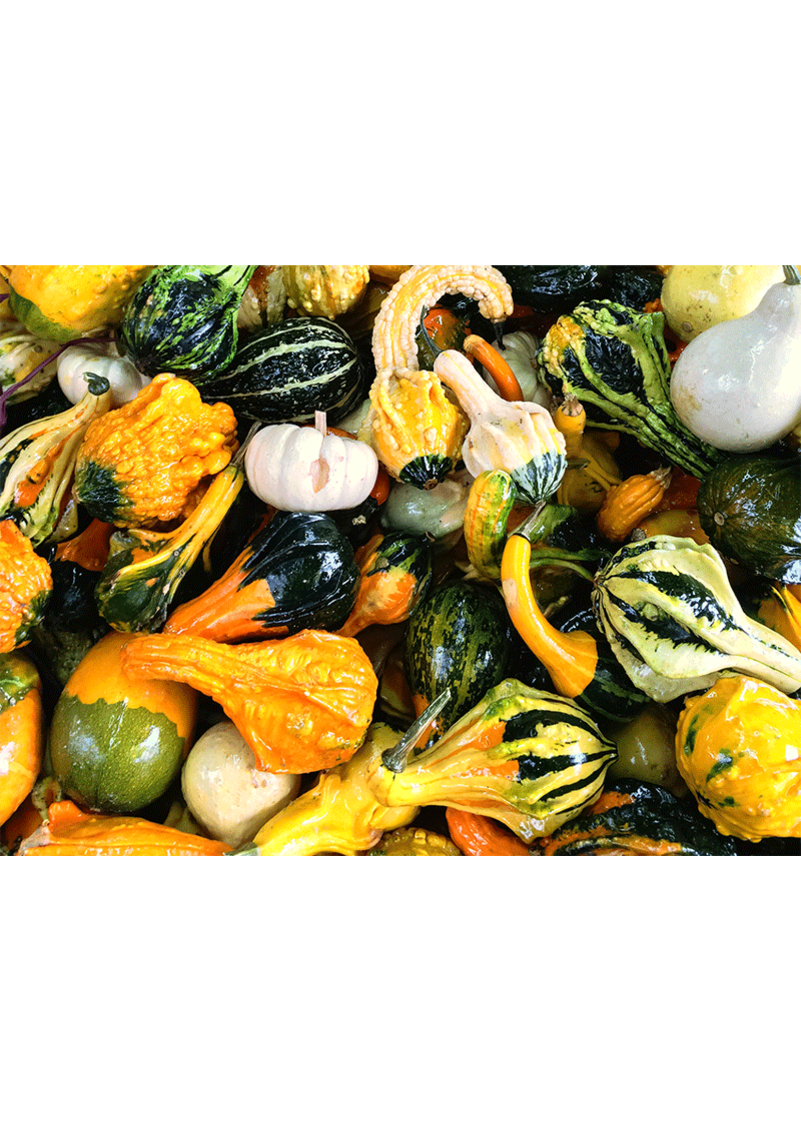 Heirloom Seeds(BIRRI) Squash – Decorative Gourd Mix