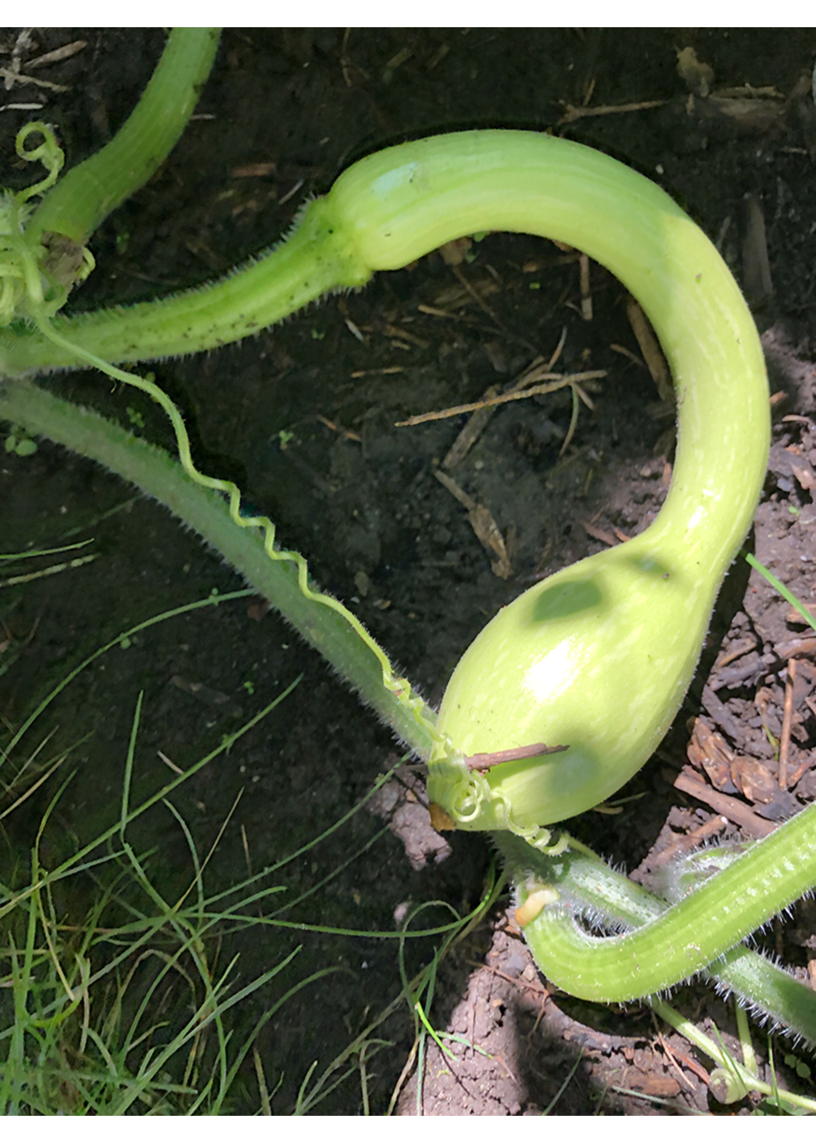 Heirloom Seeds(BIRRI) Squash – Tromboncino