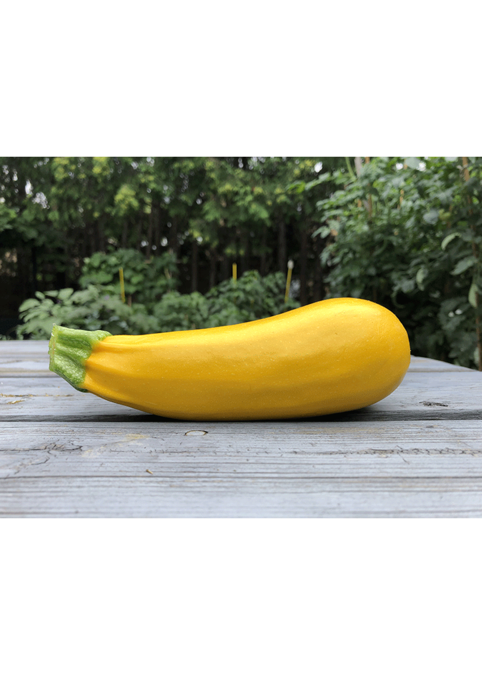 Heirloom Seeds(BIRRI) Squash – Zucchini Golden
