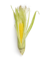 Heirloom Seeds(BIRRI) Corn – Golden Bantam