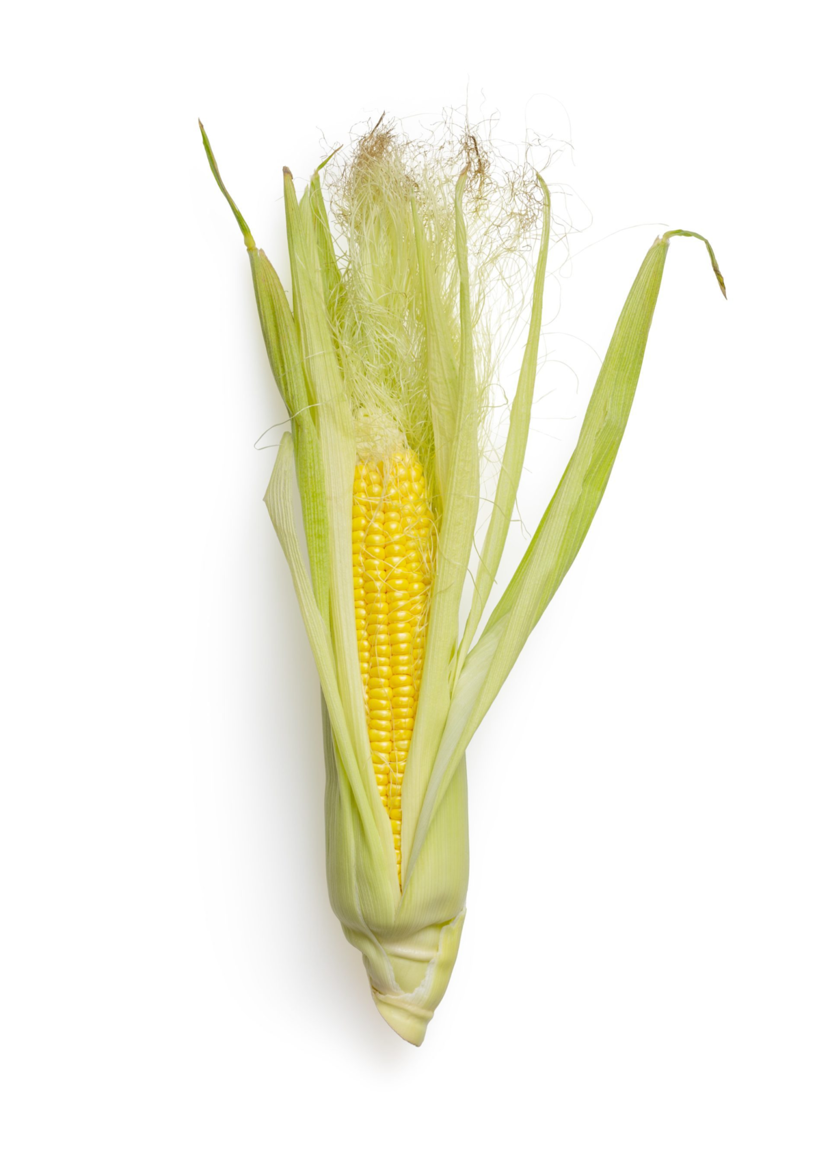 Heirloom Seeds(BIRRI) Corn – Golden Bantam