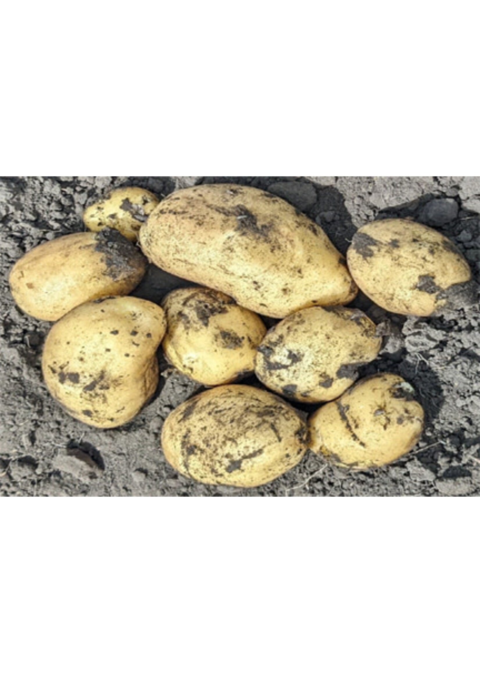 Eagle Creek Farms Excellency Yellow Potato