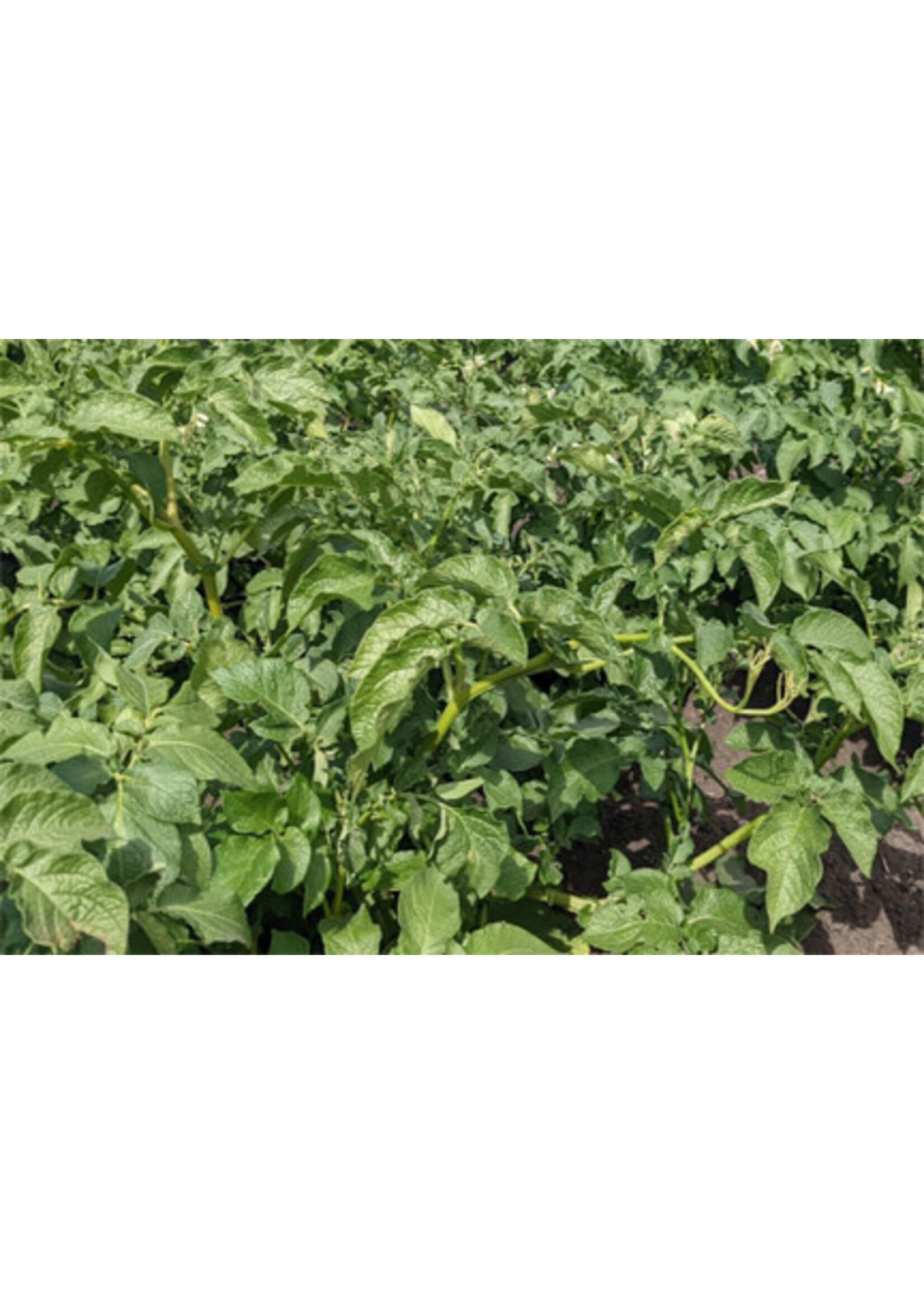 Eagle Creek Farms Excellency Yellow Potato
