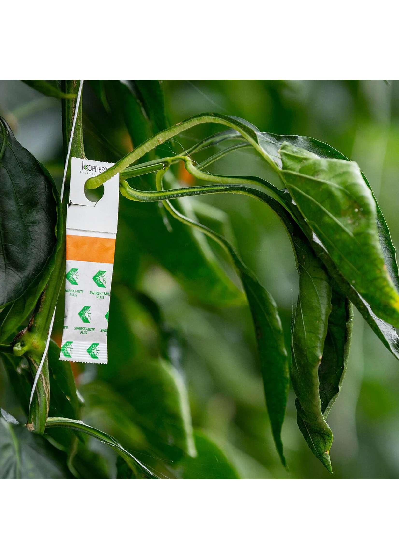 Koppert Swirski-Mite Plus Special Order Only!!