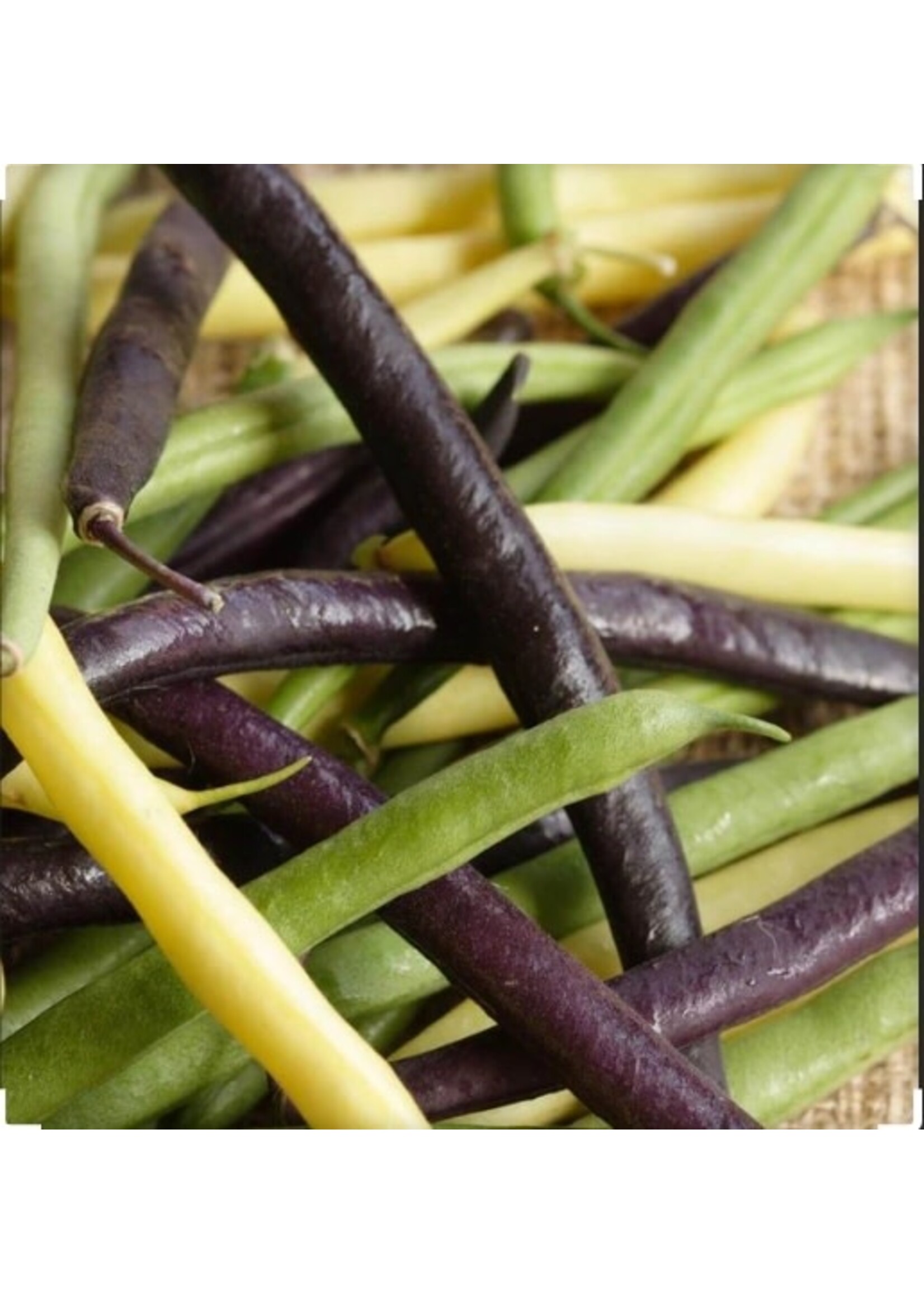 WestCoast Seeds Tricolour Bean Blend