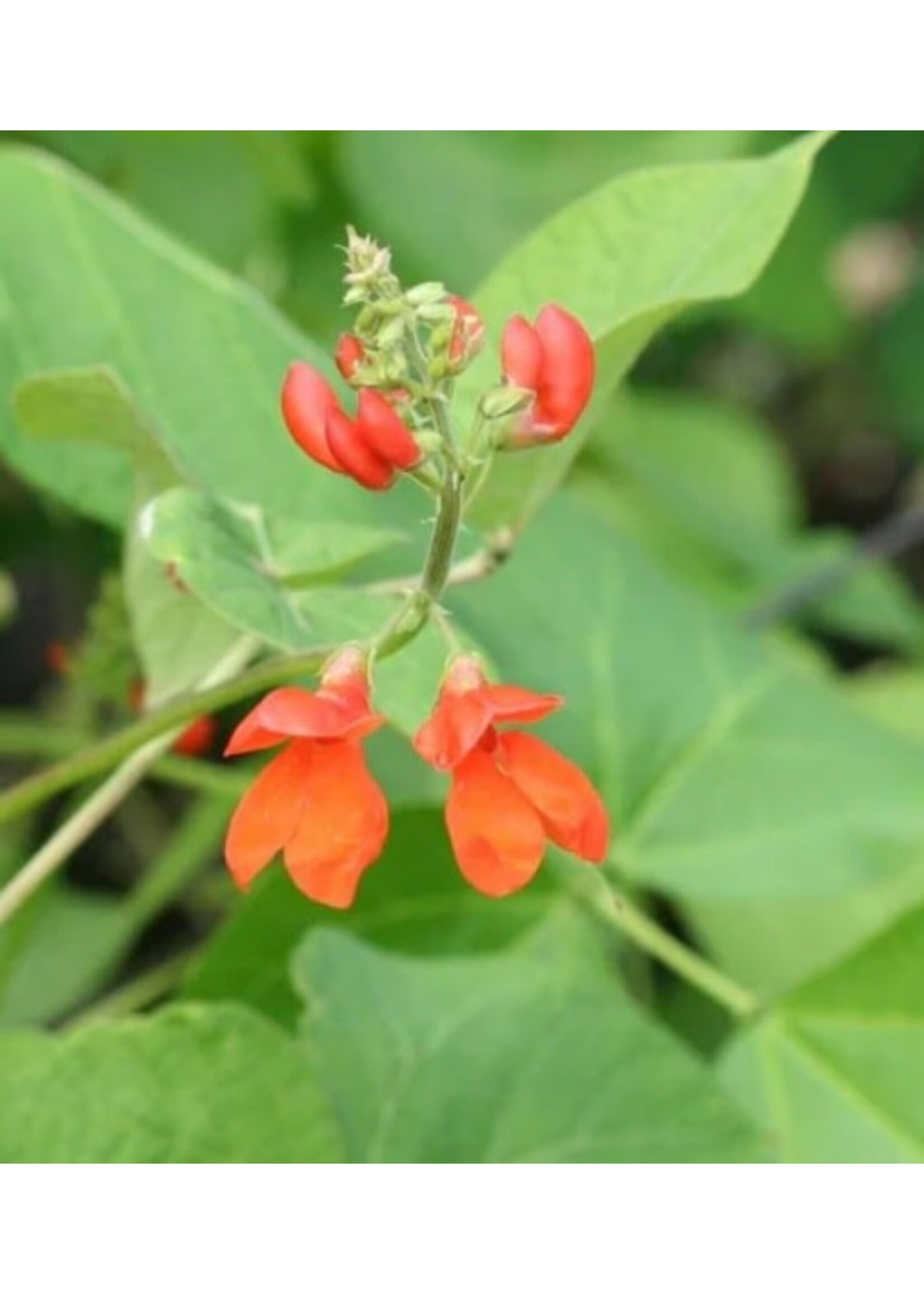 WestCoast Seeds Scarlet Emperor