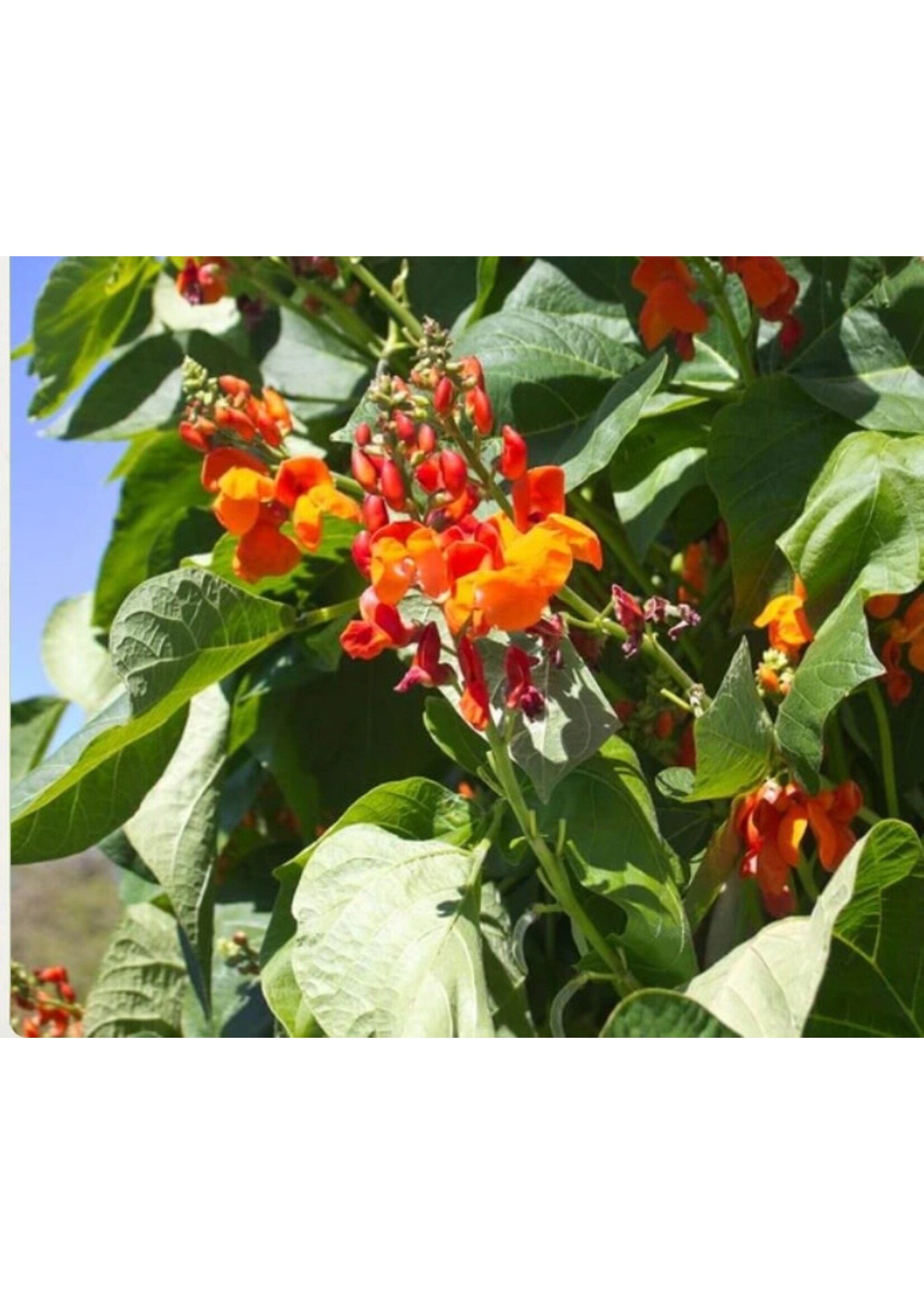WestCoast Seeds Scarlet Emperor