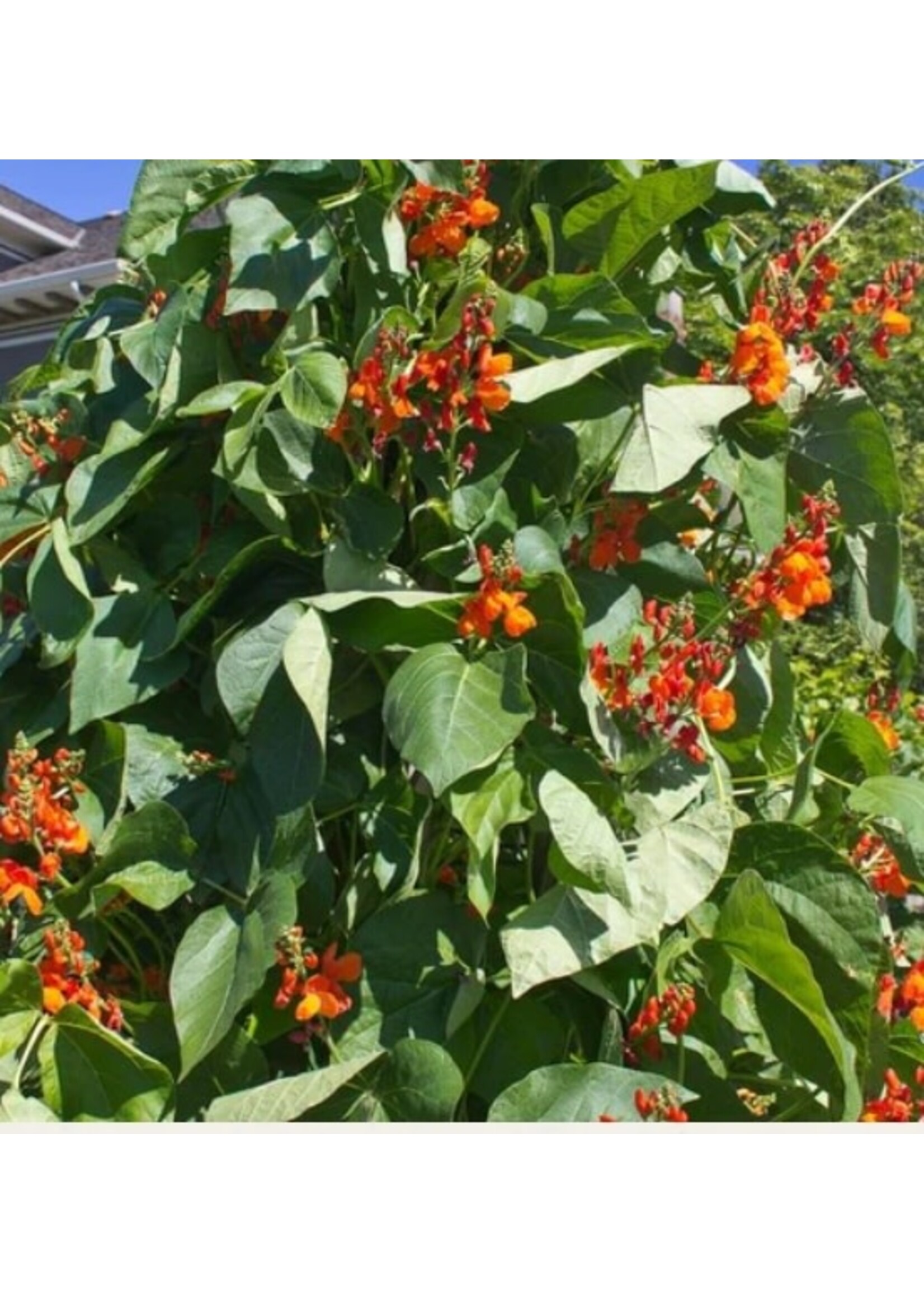 WestCoast Seeds Scarlet Emperor