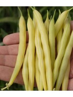 WestCoast Seeds Gold Rush Wax Beans