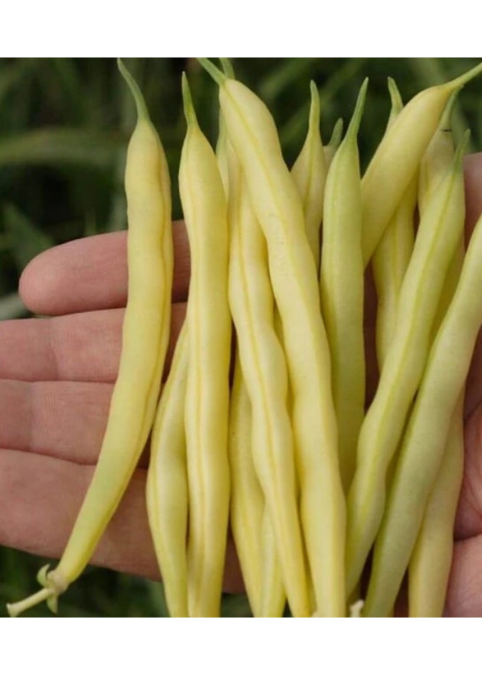 WestCoast Seeds Gold Rush Wax Beans
