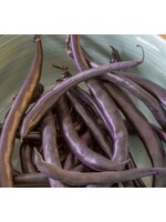 WestCoast Seeds Purple Queen Improved Beans